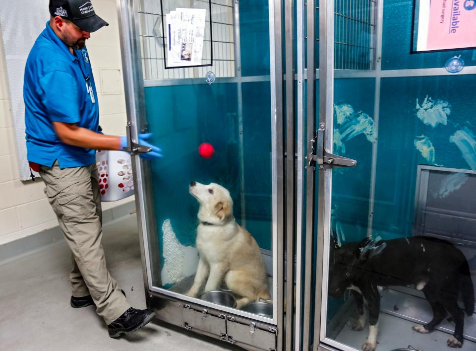 Shane Juncker, shelter officer, gives a ball to a dog in July at the Oklahoma City Animal Shelter.