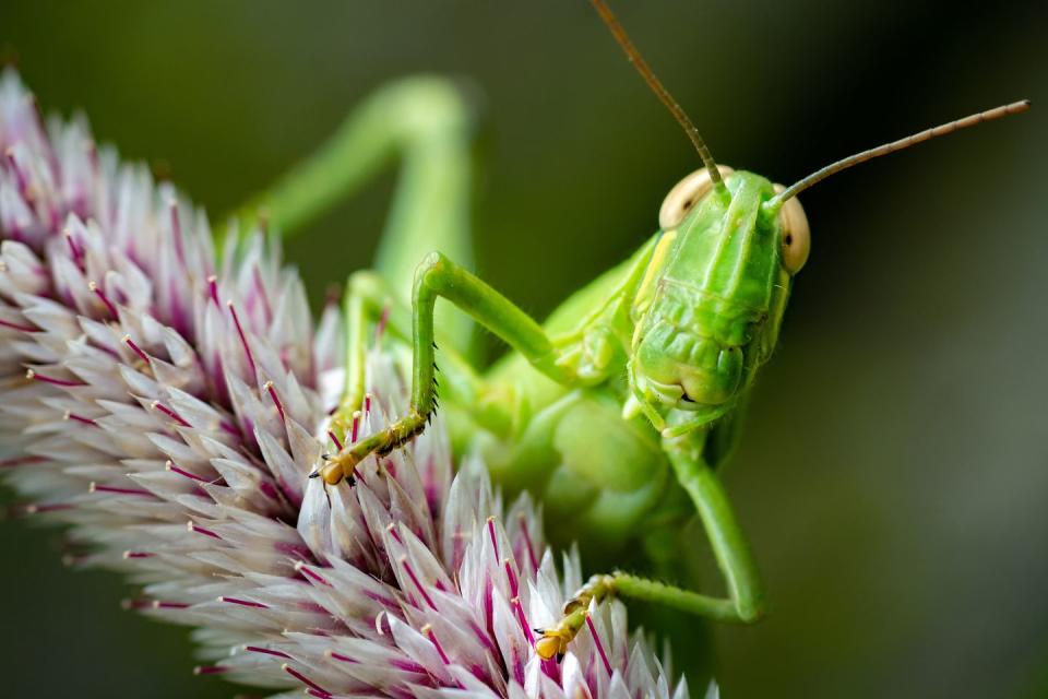 Grasshopper