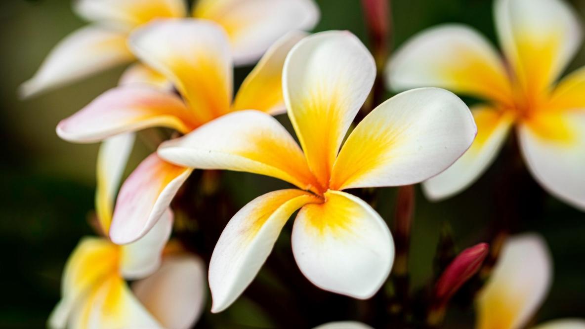 50 beautiful flowers in the world that will inspire your inner ...