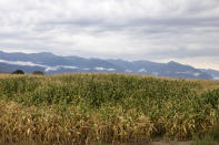 A corn field sits in front of the Elkhorn mountains in Baker City, Ore., Friday, Sept. 1, 2023. After more than a century, women in Baker City will no longer have access to a maternity center with the closure of St. Alphonsus' obstetrical unit, the only one of its kind in Baker County. (AP Photo/Kyle Green)