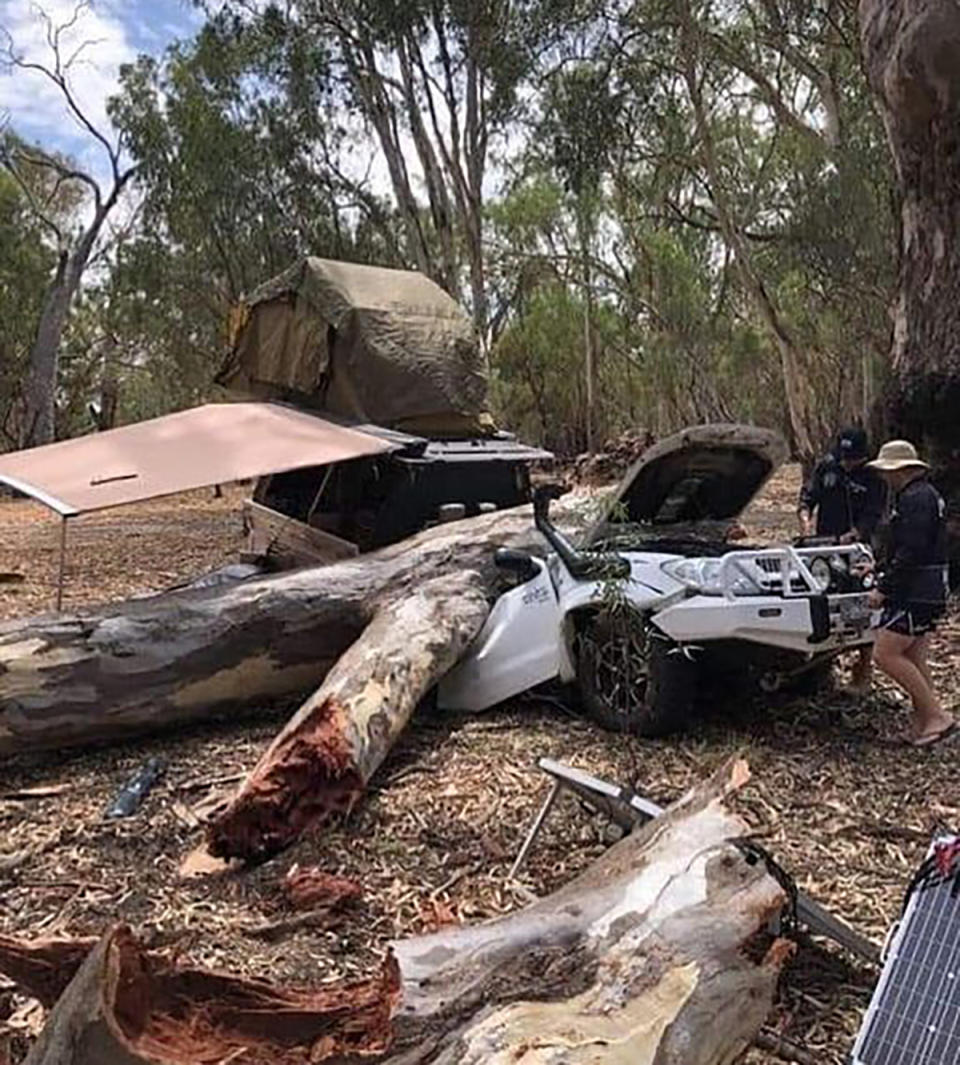 Fallen tree on camping tent. 