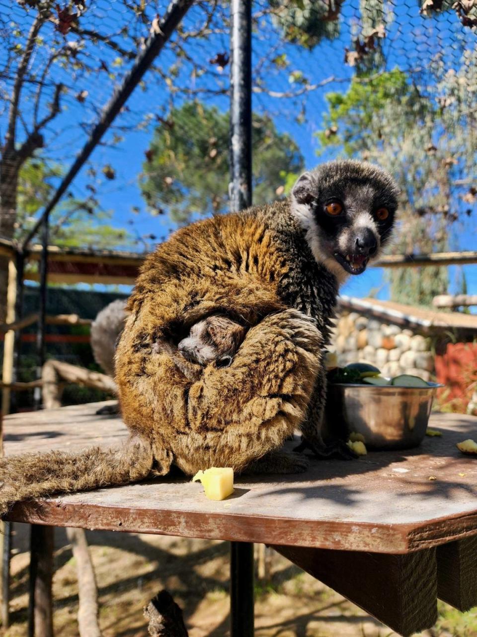 A mongoose lemur was born at the Charles Paddock Zoo in Atascadero in early April 2024. Mongoose lemurs are considered a “critically endangered” species due to deforestation and poaching, according to the International Union for Conservation of Nature’s Red List.