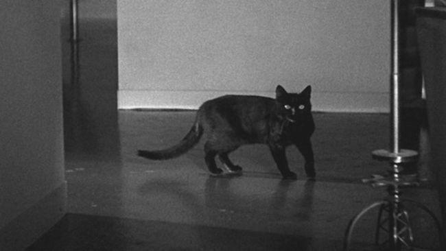 <p> <strong>The Cat:</strong>&#xA0;Boris Karloff&apos;s Satanist lets his black cat out on the prowl to terrify the cat-phobic Bela Lugosi in this Universal horror classic. A supremely creepy kitty. </p> <p> <strong>If It Was A Dog:</strong>&#xA0;Lugosi wouldn&apos;t have had anything to be scared about. Apart from all the Satanism, obviously </p>