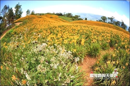 《2014花東金針花季》花蓮富里六十石山、台灣小瑞士觀景台、玉里赤科山金針花海、汪家古厝曬金針、金針花合菜、會走路的郵局(2014/08/28花況)