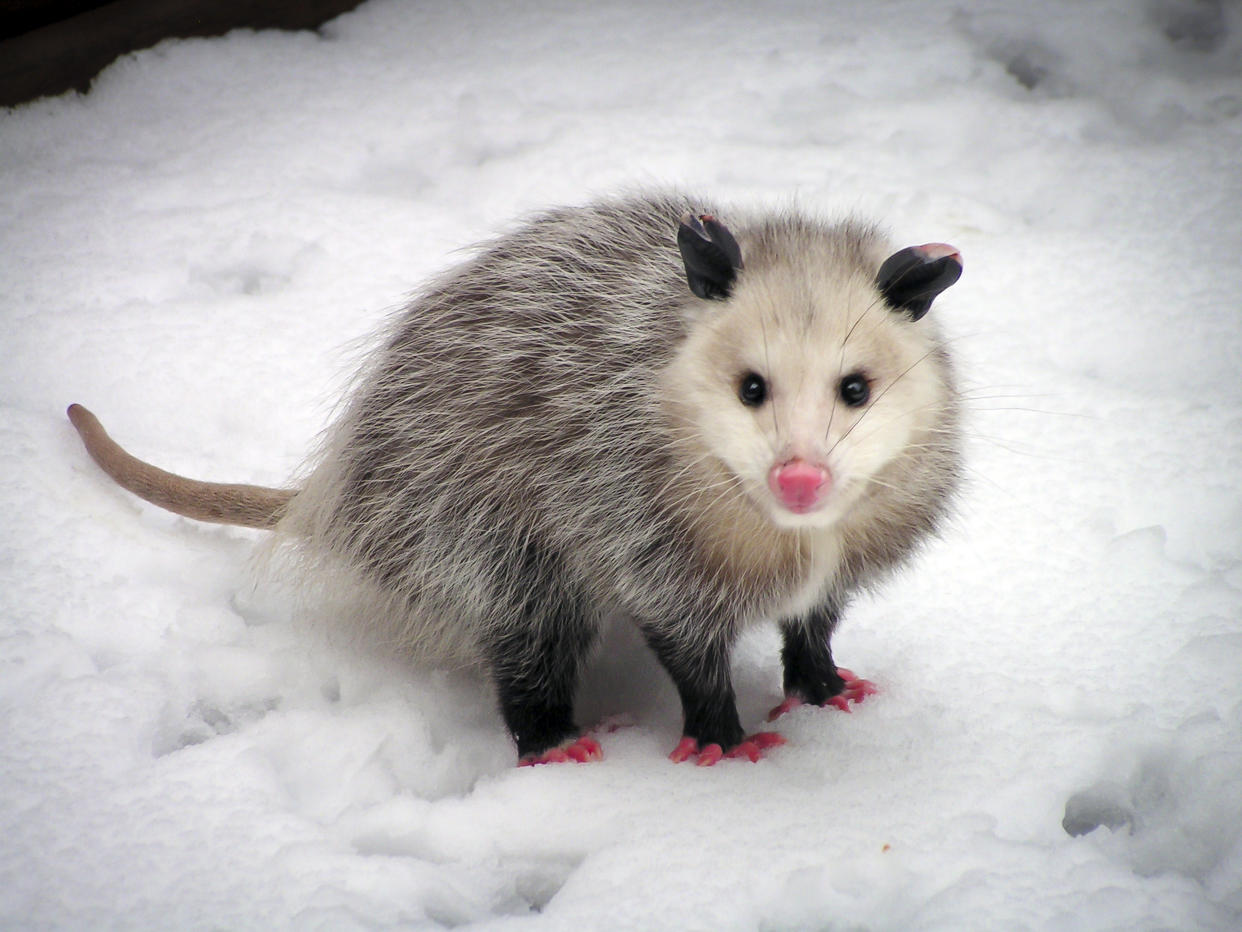 Nicht zum ersten Mal fing der Beamte aus Moore ein Opossum.