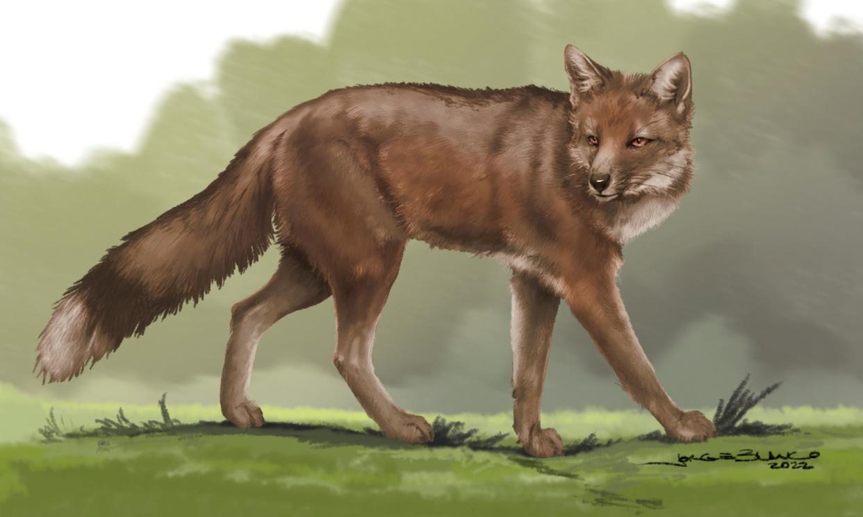 <span>Artist’s impression of the fox. Experts say the remains predate the arrival of domestic dogs in Patagonia.</span><span>Photograph: Jorge Blanco</span>