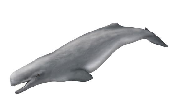 A sketch of <i>Aulophyseter morricei</i>, an ancient sperm whale thought to be a relative of the new species.