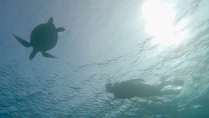 舒夢蘭與海龜共遊，呼籲人類重視海洋保育。（圖／東森新聞）