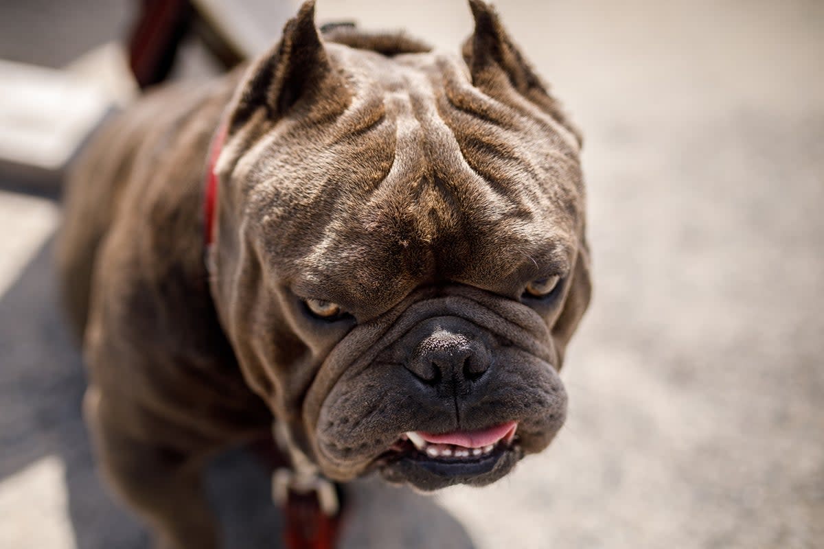 Suella Braverman is looking into a ban on the breed - but would it be effective? (Getty/iStock)