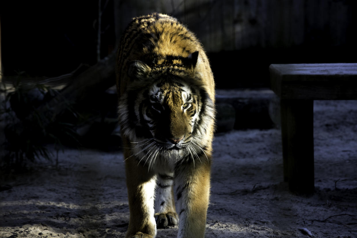 Sultan walks inside his enclosure at the FELIDA Big Cat Centre on Feb. 6, 2018, in Nijeberkoop, Netherlands. Sultan was born in 2016 in Magic World, a zoo and theme park in war-torn Aleppo, Syria. In July 2017, Four Paws International rescued Sultan, along with Sayeeda, from the zoo and transferred them first to a rescue center in Turkey and then to the Al Ma’wa sanctuary in Jordan. Sayeeda and Sultan arrived in October 2017 to Felida for specialized care to help them recover mentally and physically from their traumatic experience in Aleppo. Sultan and Sayeeda are thought to be siblings. (Photo: Omar Havana/Four Paws)