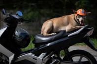 Meet Bogie, the Filipino motorcycle dog