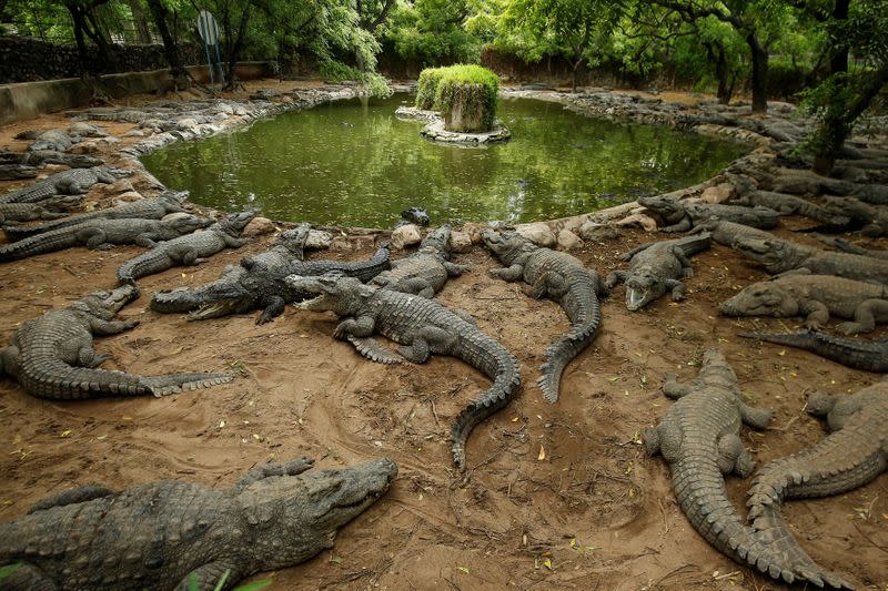 Madras Crocodile Bank amid coronavirus disease (COVID-19) outbreak, in Mahabalipuram