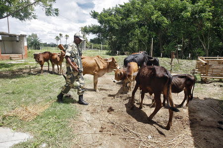 An Indian Border Security Force (BSF) soldier guards captured cattle from the unfenced India-Bangladesh border in West Bengal, June 20, 2015. REUTERS/Rupak De Chowdhuri