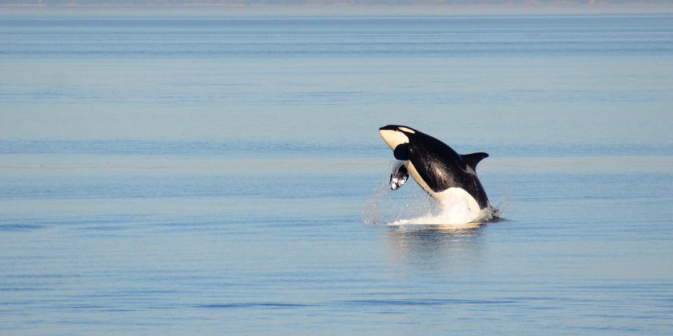 Orca (Southern Resident Killer Whales) in the Pacific Northwest.