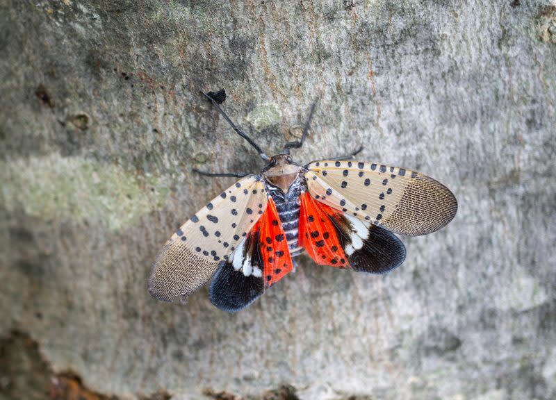 A mature spotted lanternfly found in Chester County, Pennsylvania. The bug is in this stage between July and December. (Getty)