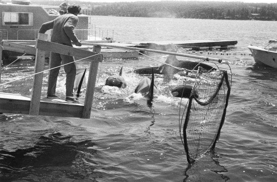 An image captured by Wallie Funk on Aug. 8, 1970, documenting the round-up and capture of distressed orcas in Penn Cove. The event resulted in the death of five whales, and the removal of seven calves from the pod, including Lolita.