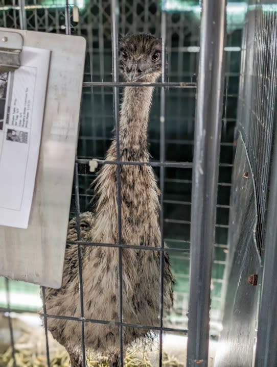 The Austin Animal Center said two emus who were running in Zilker Park on Thursday were captured safely | Courtesy AAC