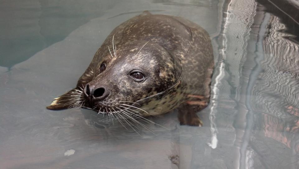 Luke, a 35-year-old harbor seal at the National Zoo's American Trail exhibit, has died after outliving his life expectancy.