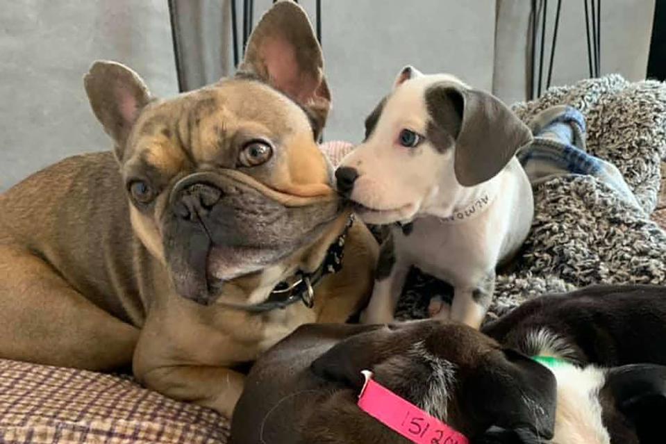 <p>Kelley Likes</p> Louis the French bulldog getting a playful nip from one of his foster puppies