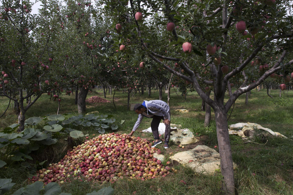 In this Sunday, Oct. 6, 2019 photo, Kashmiri farmer Rayees Ahmad shows a pile of rotten apples inside his orchard in Wuyan, south of Srinagar Indian controlled Kashmir. The apple trade, worth $1.6 billion in exports in 2017, accounts for nearly a fifth of Kashmir’s economy and provides livelihoods for 3.3 million. This year, less than 10% of the harvested apples had left the region by Oct. 6. Losses are mounting as insurgent groups pressure pickers, traders and drivers to shun the industry to protest an Indian government crackdown. (AP Photo/Dar Yasin)