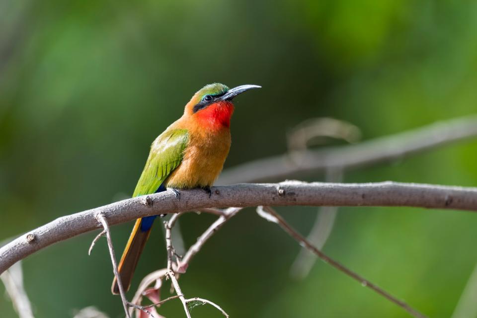 A red-throated bee-eater in Zakouma National Park, Chad - getty