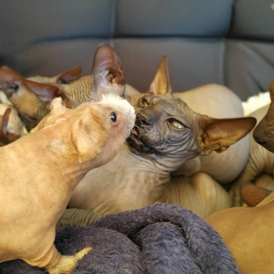 Jetzt etwas Panik im Blick der Katze - eine ausgeglichene Partnerschaft. (Bild: Caters)