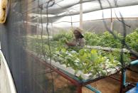 Urban farmer Venensia Mukarati tends to plants growing in a hydroponic garden in Harare