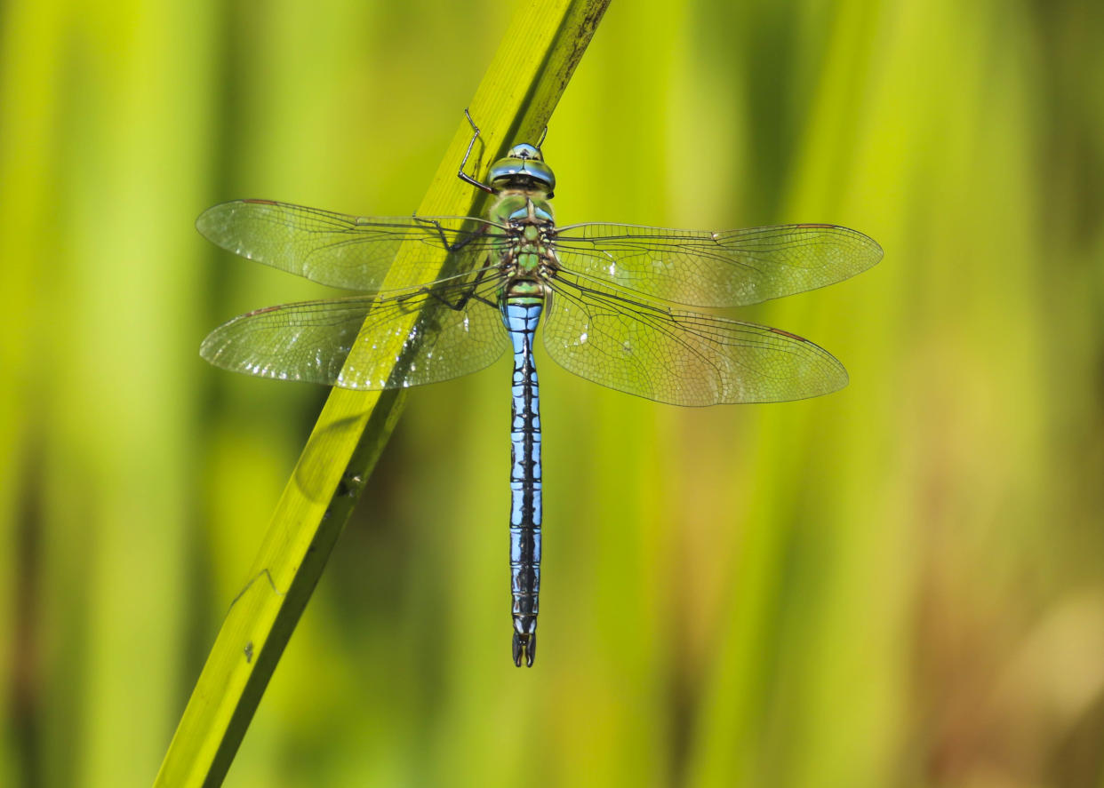 A close up of a beautiful blue and green Emperor Dragonfly (Anax imperator) resting on the reeds near the edge of a pond at Forest Farm Nature Reserve, Cardiff, Wales, UK