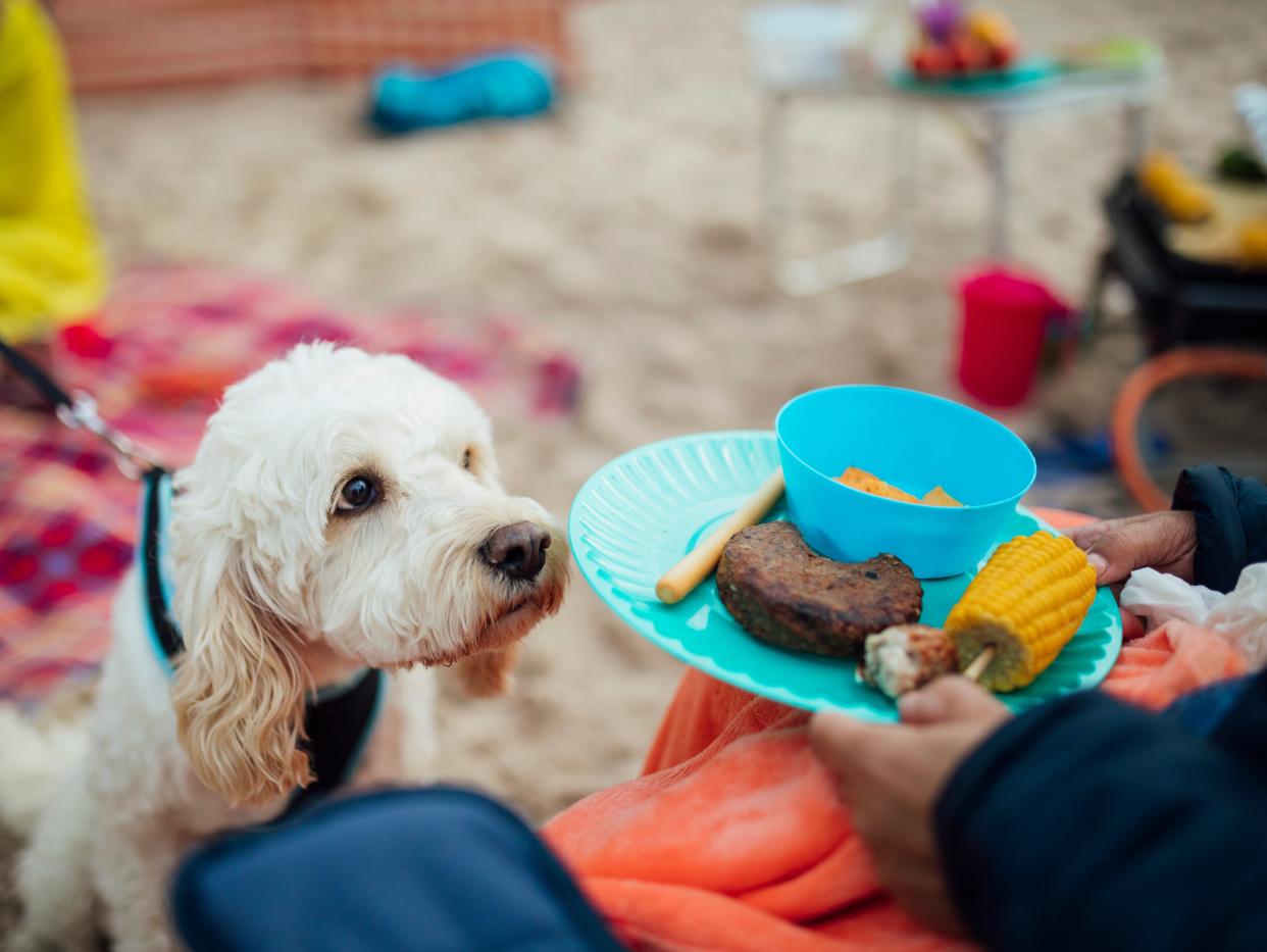 Keeping pets and buying meat add to the global factors creating a ‘perfect storm’ for new pathogens  (Getty Images/iStockphoto)