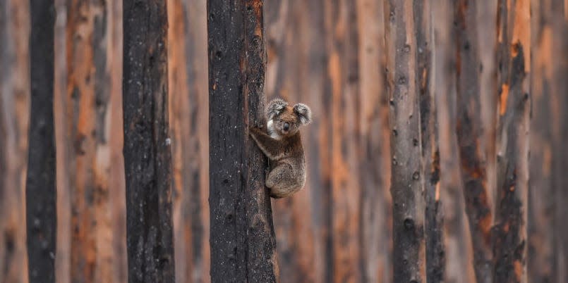 koala bushfire