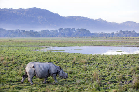 An Indian rhino in Kaziranga National Park in Assam - Credit: AP