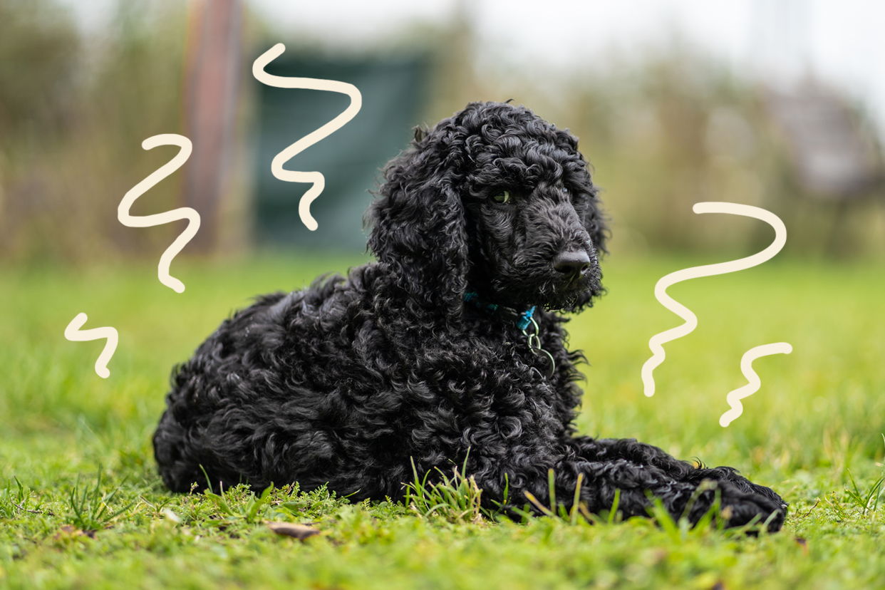 Kentucky Governor's dog gets skunked