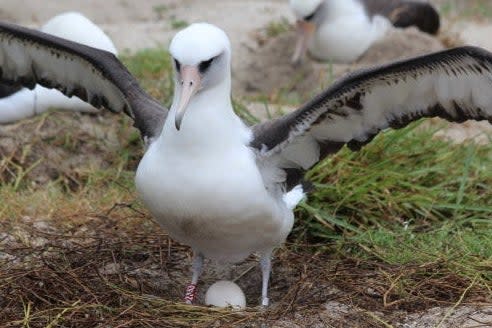 <p>Wisdom the world's oldest breeding bird set to become a mother again</p> (Madalyn Riley/USFWS)