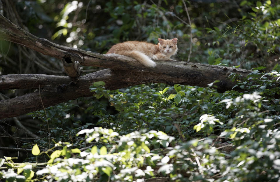 A cat rests on a tree branch on Furtada Island, popularly known as “Island of the Cats,” in Mangaratiba, Brazil, Tuesday, Oct. 13, 2020. Volunteers are working to ensure the stray and feral cats living off the coast of Brazil have enough food after fishermen saw the animals eating others' corpses, an unexpected consequence of the coronavirus pandemic after restrictions forced people to quarantine, sunk tourism, shut restaurants that dish up seafood and sharply cut down boat traffic around the island. (AP Photo/Silvia Izquierdo)