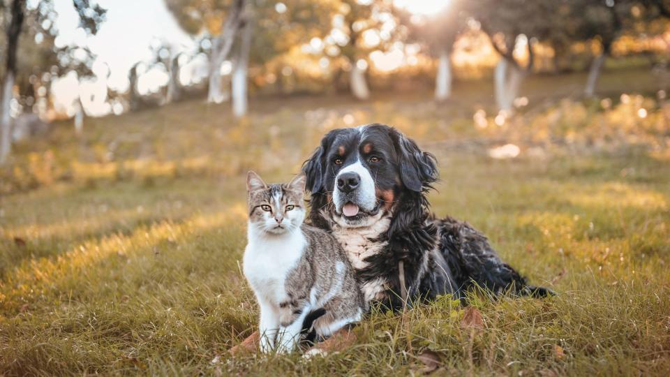 Dog and cat