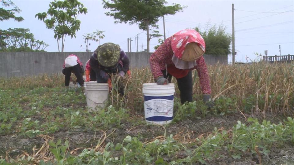 少雨蒜頭也縮水 每分地產量銳減快一半