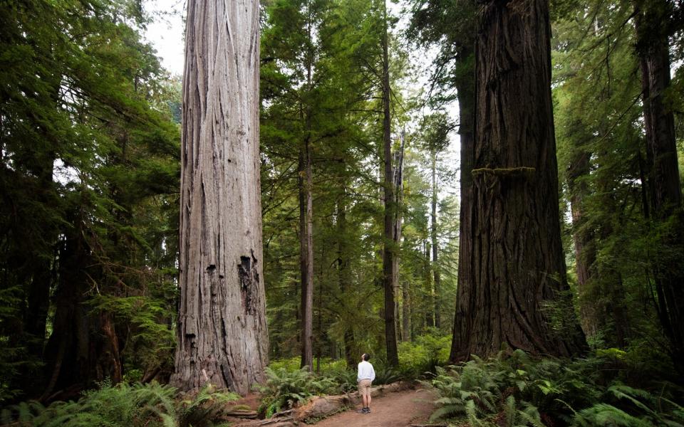 Redwood — California 