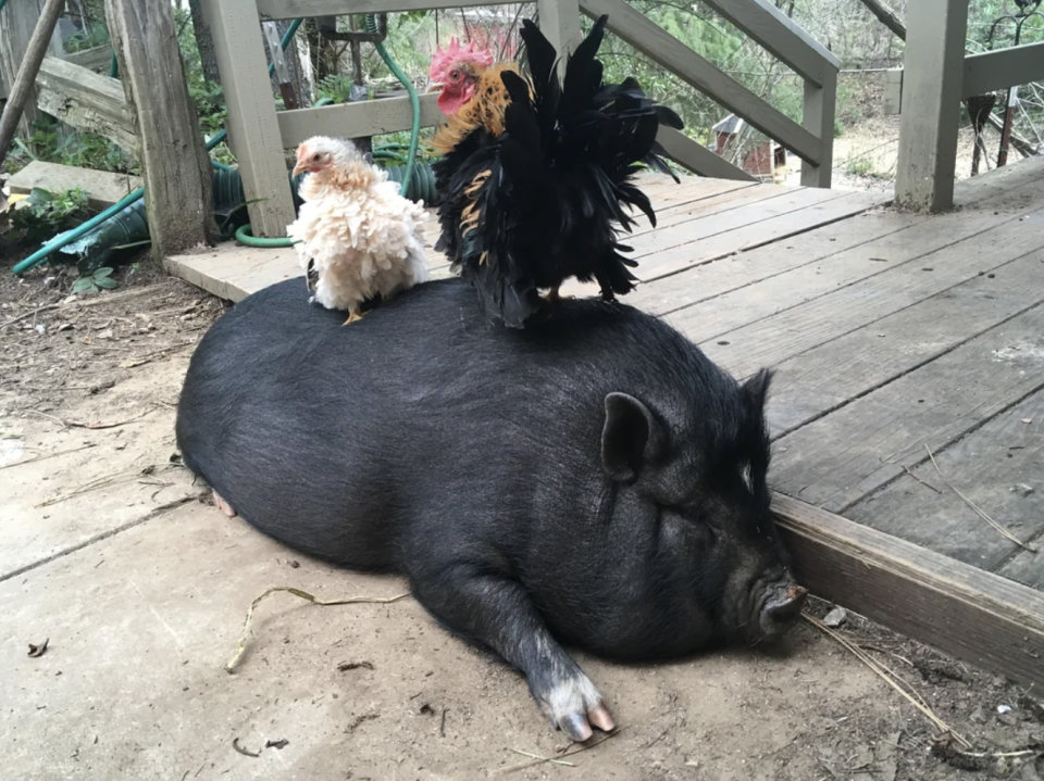 Boba and Mochi, two serama chickens, are perched on top of a resting potbelly pig named Poppy on a wooden deck