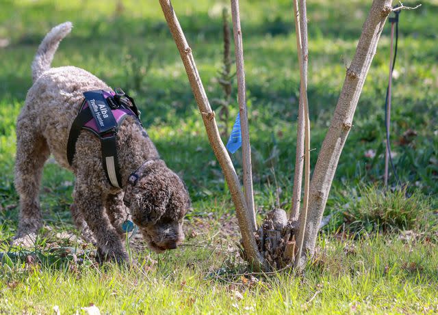 <p>Photo courtesy of Karen Passafaro</p> Alba, a 5-year-old Lagotto Romagnolo hunting truffles