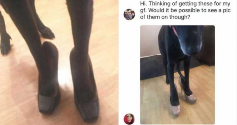 女網友找來狗狗拍實穿照，成功擊退怪人騷擾。（圖／翻攝自Reddit）