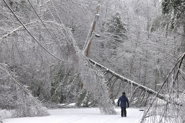 Karen Gibbs walks through a labyrinth of icy broken trees and downed power lines to her home on Maplehurst Drive in Belgrade, Maine on Thursday, Dec. 26, 2013. Southeast Maine and parts of the state's interior that have been without electricity since Sunday anticipated 3 to 7 inches of snow by the time the latest system pushed off the coast Thursday night. Utilities worried that the additional weight on branches and transmission lines could cause setbacks in the around-the-clock efforts to restore power. (AP Photo/The Central Maine Morning Sentinel, Michael G. Seamans)