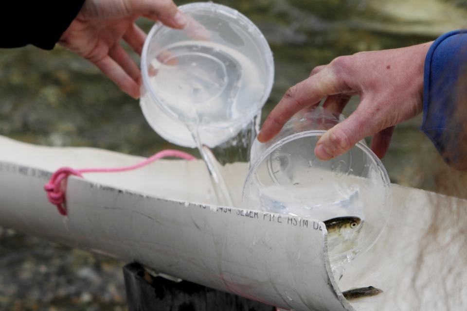 Salmon fry are released down a tube into the Spallumcheen River in syilx Okanagan territory during a ceremonial release hosted by the Okanagan Nation Alliance on May 22, 2024. Photo by Aaron Hemens