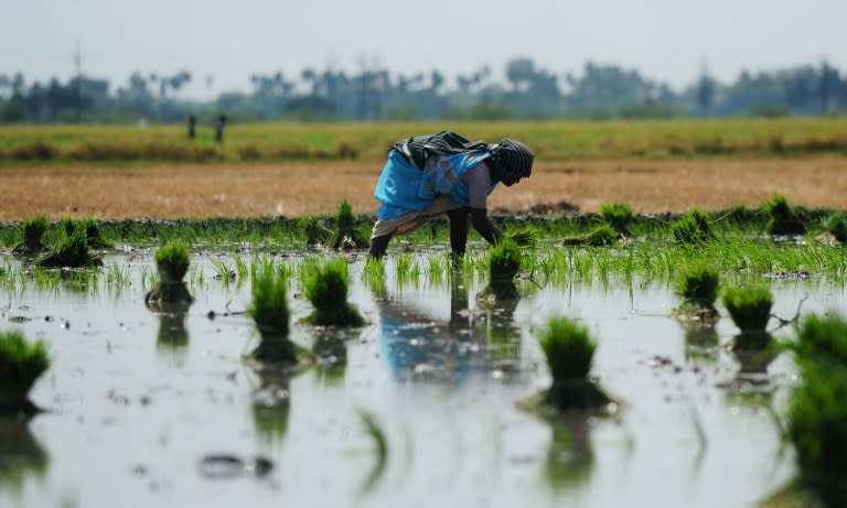 <p>An Indian labourer plants paddy saplings at a field in Vaiyavur village near Chennai on April 20, 2016. </p>