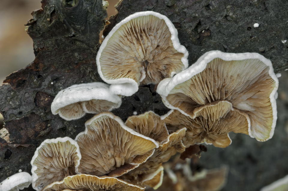 Underside showing gills of Common porecrust / Split gill (Schizophyllum commune / Agaricus alneus) on branch. (Photo by: Arterra/Universal Images Group via Getty Images)