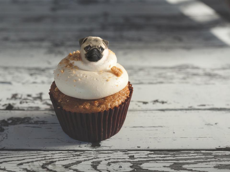 dogs in food cupcake