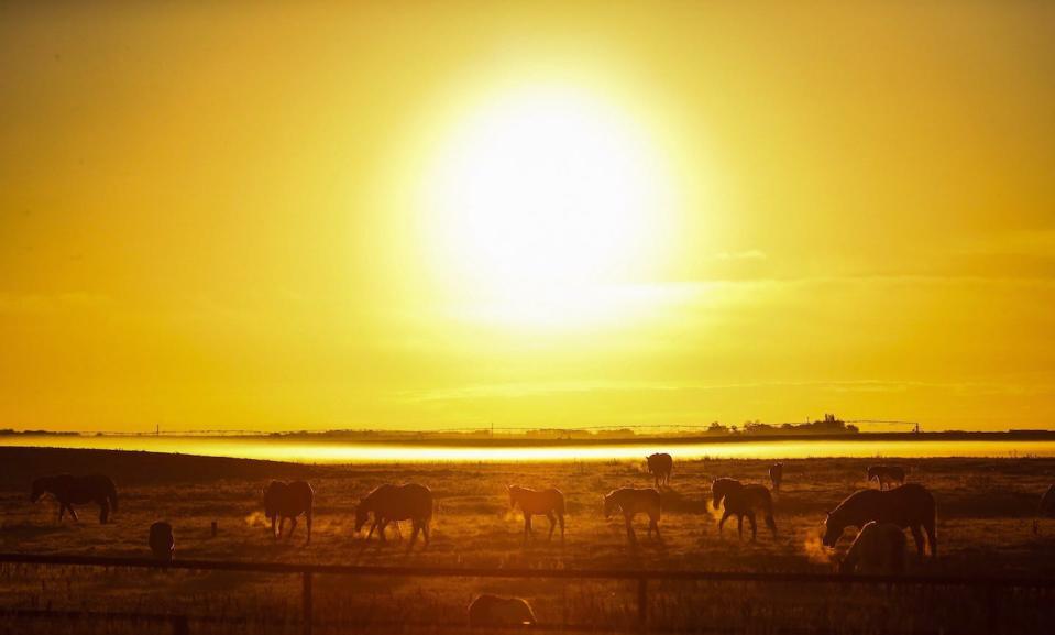 Is the sun rising for Alberta? Horses graze a field as the sun rises over a misty landscape near Fort Macleod, Alta. THE CANADIAN PRESS/Jeff McIntosh