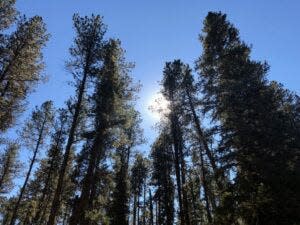 Pine trees in the Black Hills National Forest.