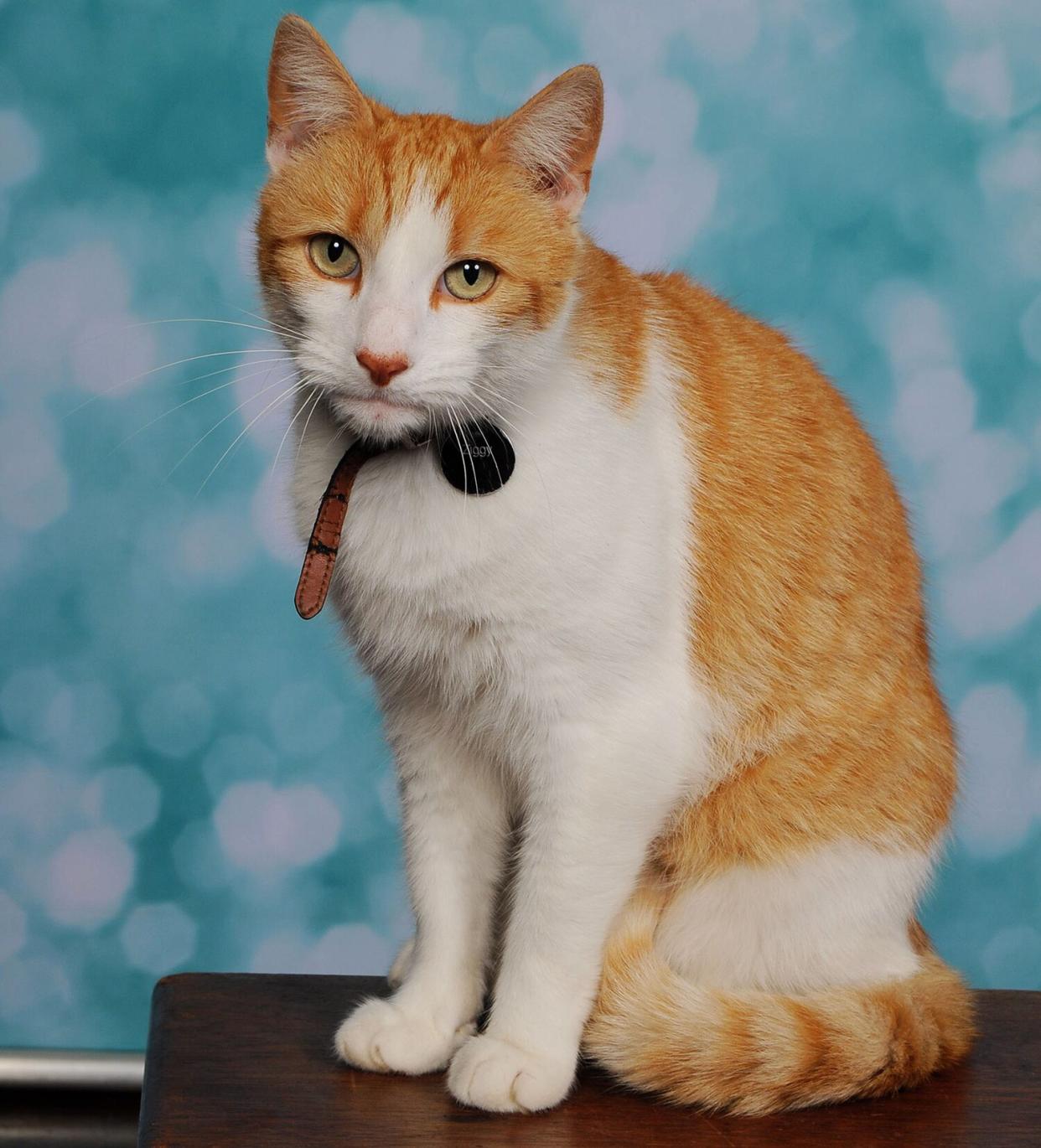 CAT ZIGGY, FOUR, POSING FOR A SCHOOL PHOTO AT DRURY PRIMARY SCHOOL IN BUCKLEY, FLINTSHIRE AFTER JUMPING ON THE SEAT