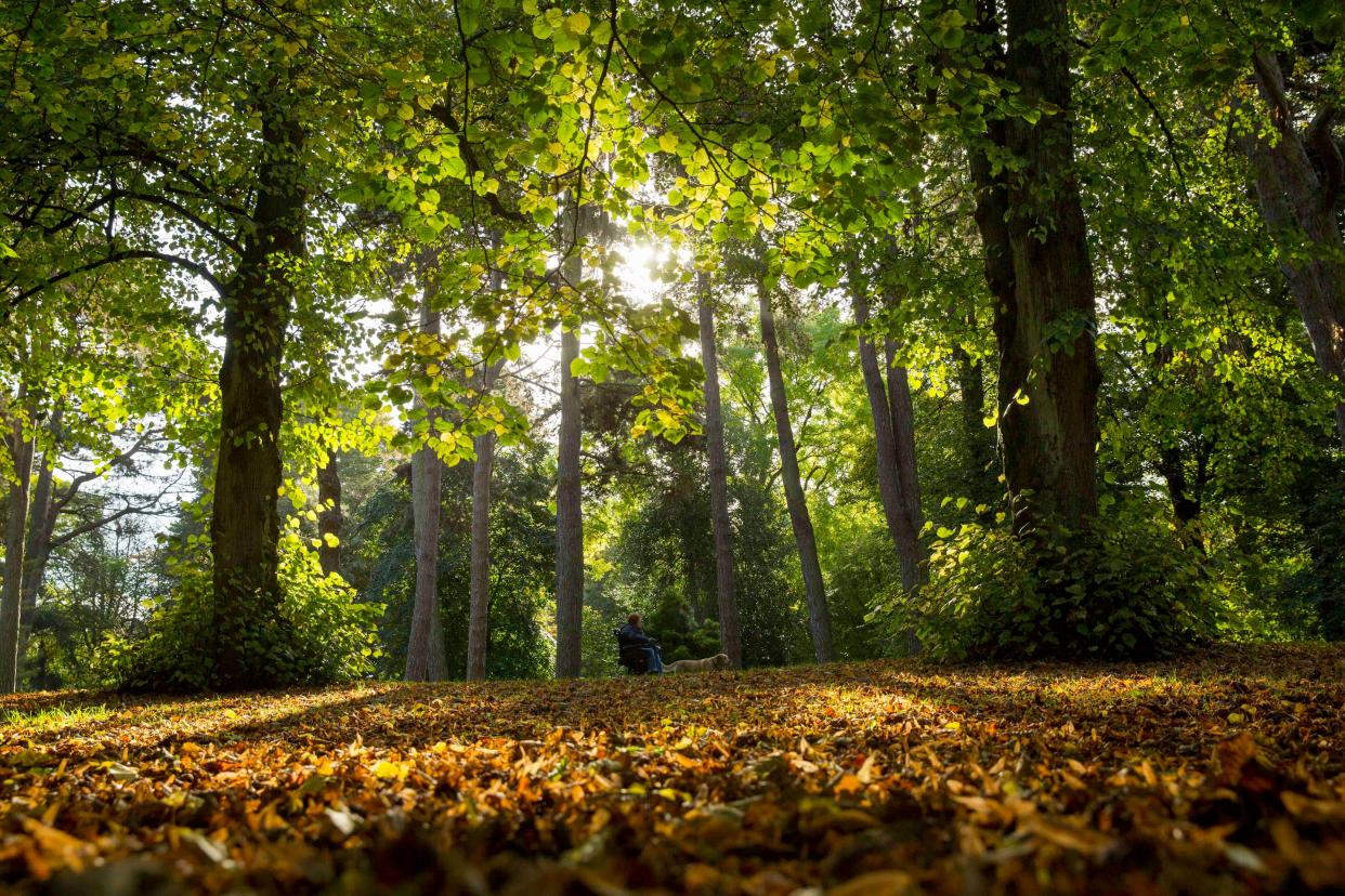 One could spend hours at Bute Park in the centre of Cardiff, which contains more than 3,000 individually categorised tree species – each its own different riot of colour - Mark Hawkins / Barcroft Media