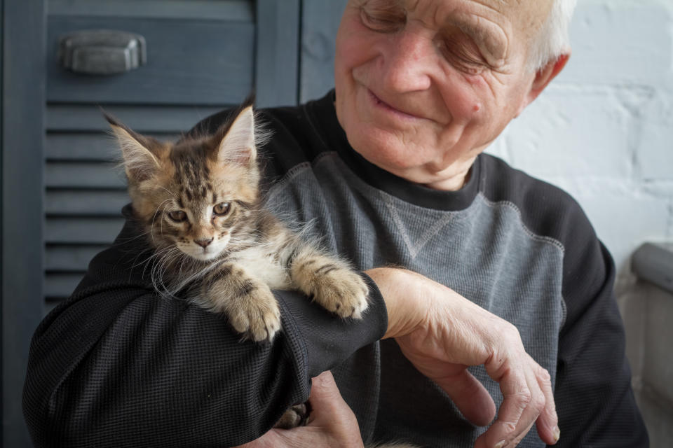 An elderly man holds a Maine Coon kitten and smiles to him, selective focus, free space for text.